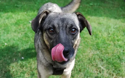 Is xylitol dodelijk voor honden?