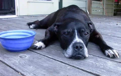 Waarom de hond niet tegen hitte kan
