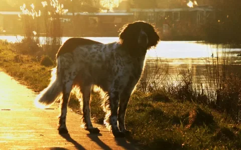 Lezersvraag: Mag ik onze overleden hond begraven?