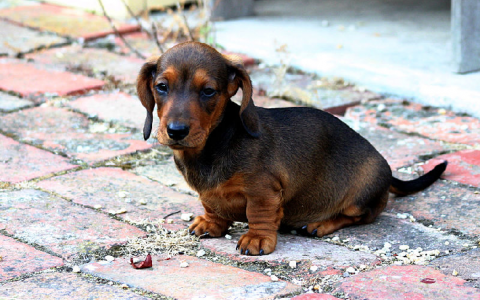 Malafide hondenhandel en broodfok hand in hand met stamboomfokkerij