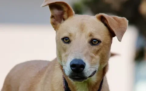 Pas op: honden begrijpen heel goed wat je zegt 