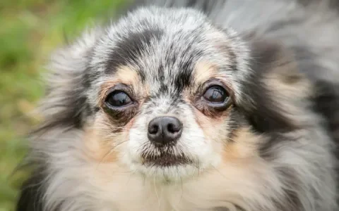 Chihuahua’s ziek door te kleine schedel