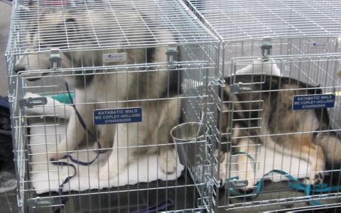 Rashonden lijden in aanloop naar de World Dog Show