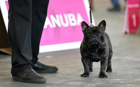 Royal Canin en Eukanuba sponsoren dierenleed