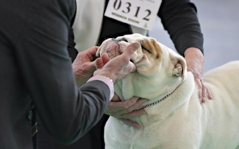 Luxemburg verbiedt grote hondenshow