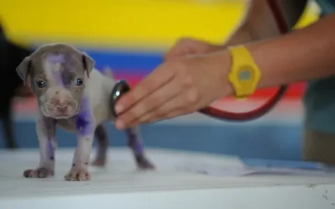 Meer aandacht voor het herkennen van dierenmishandeling