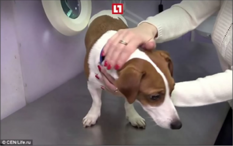Hondje ondergaat operatie voor meer prijzen baasje