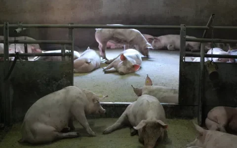 Iets beter leven voor varkens bij Jumbo