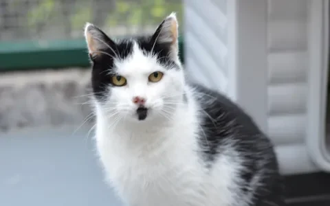 Poes Jasmijn zoekt een huis met tuin