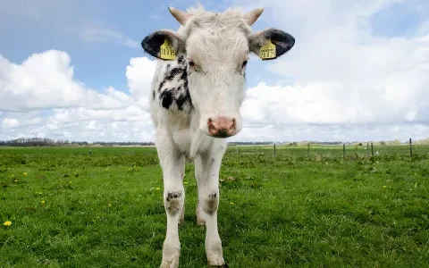 Door goede zorg blijven álle kalfjes leven