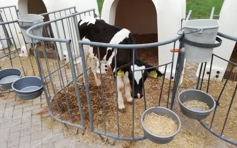 Het leven van een vleeskalf