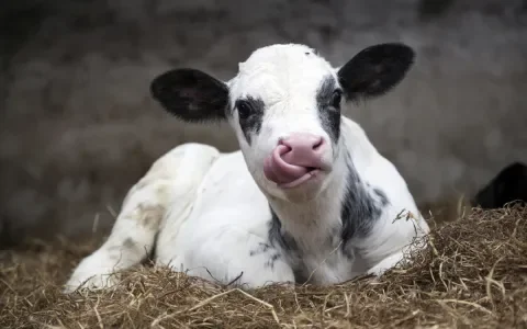 Burgers Massachusetts stemmen voor meer dierenwelzijn
