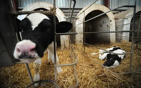FrieslandCampina faalt: Kalversterfte nog steeds torenhoog