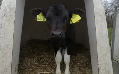 Kalveren, nog steeds kinderen van de rekening?