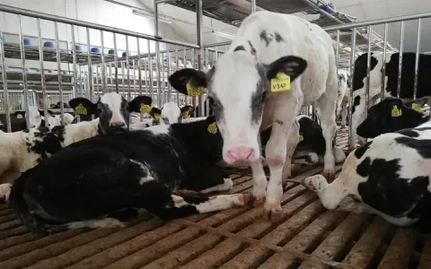 Wit kalfsvlees op je bord, ziek kalf in de stal