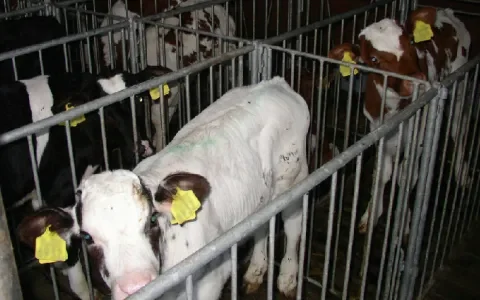 Antibiotica houden de kalverhouderij in leven