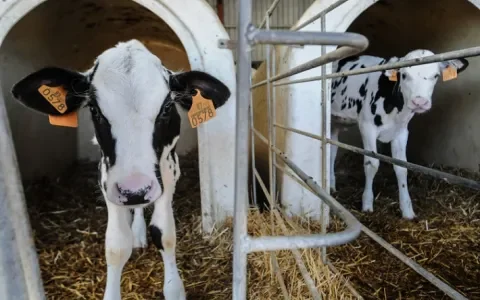 Kalfsvlees steeds minder populair, maar productie wordt hoog gehouden