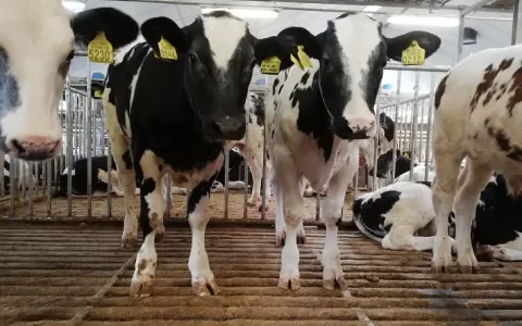Geen bokkensprongen en kalvercapriolen op de spekgladde roostervloeren