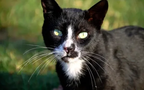 Oorzaken van chronisch nierfalen bij de kat