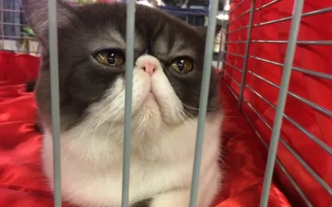 Schandalig! Extreem misvormde Exotische kortharen op World Cat Show 2017