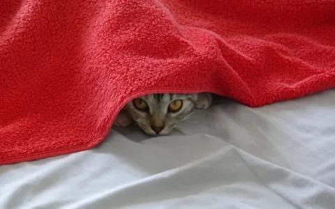 Stel je vraag over wat je moet doen om je kat een fijne decembermaand te geven!