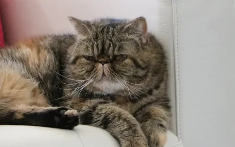 Europese dierenartsen: gezondheid vóór uiterlijk bij het fokken van katten en honden