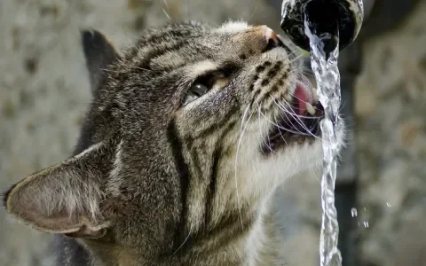 Suikerziekte herkennen bij je kat