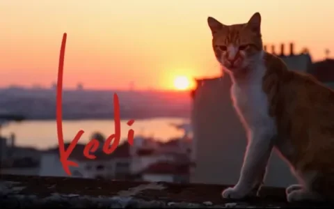 De bijzondere karakters van straatkatten