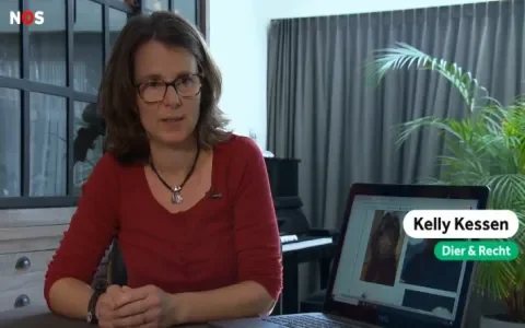 NOS Jeugdjournaal: allergievrije katten bestaan niet