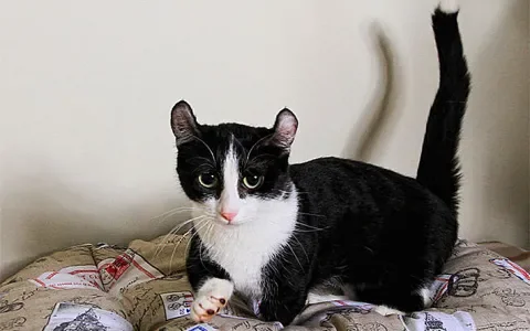 Designer cats: fokken wat een consument wil zien