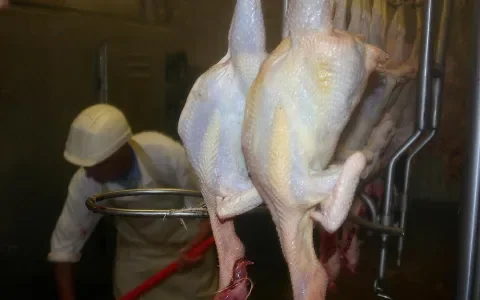 Onderzoek: 'superbug' ligt in elke supermarkt 