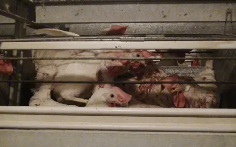 Met gruwelijke precisie: 0,0432 vierkante meter om op te leven