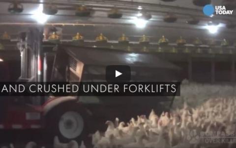 Video: kippenmishandeling zorgt voor 10 ontslagen