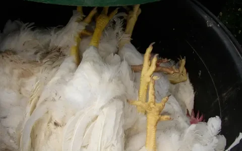 Politiek dierenwelzijn fiasco