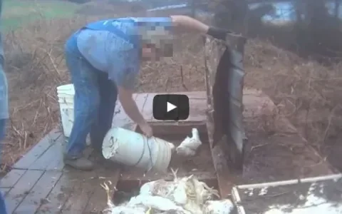 Video: kippenboer VS begraaft kippen levend