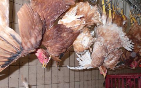 Nog 25% kippen slachtoffer van wrede waterbadmethode