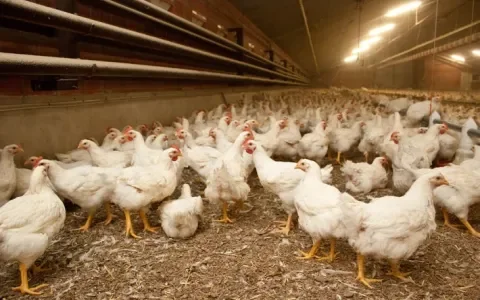 Resistente bacterie nu op kip, rund, huisdieren en groente