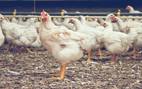 Wat hebben de dieren van Den Haag te verwachten?