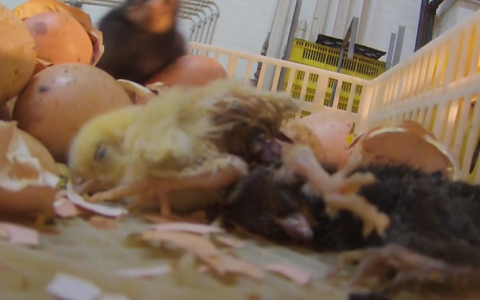 Undercoveractie onthult verschrikkelijk kippenleed in België