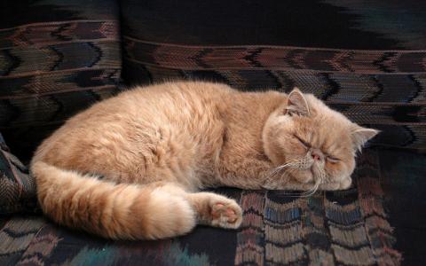 FIFe wil gezondheid van Perzische katten verbeteren