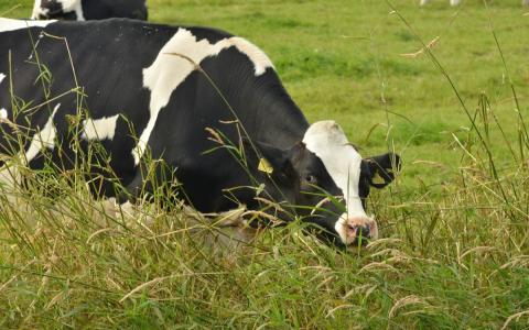 Weidegang voor koeien vermindert ammoniakvervuiling