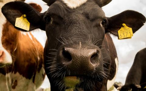 Bio-koeien wacht vroegtijdige dood door plannen Van Dam 