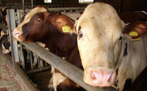 Eurocommissaris wil dierlijke productie bevorderen