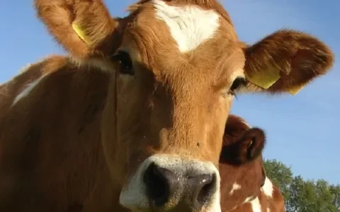 Meer boeren willen op de biologische toer