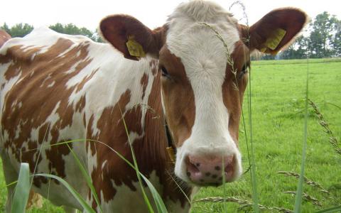 Dier&Recht en SP willen wettelijk recht op weidegang koeien