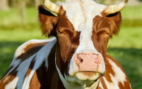 Vermogensbeheerder stimuleert overstap naar vegan producten