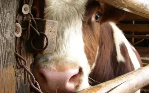 Tweede Kamer ziet af van debat dierenwelzijn