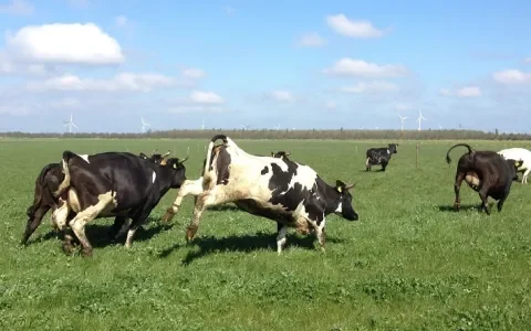 SP, GroenLinks en D66 vóór weidegang!