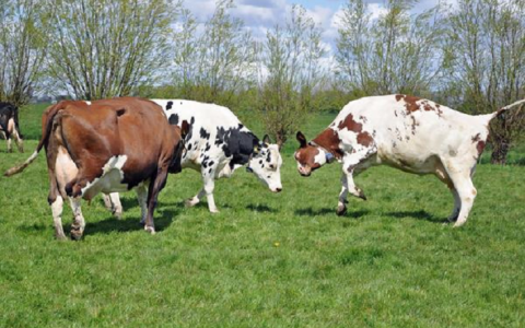 Goed nieuws over de fosfaatplannen: bio-koeien hoeven niet naar de slacht!