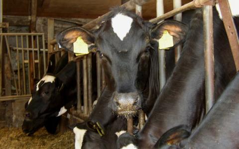 Kabinetsreactie op misstanden vee-industrie in de maak